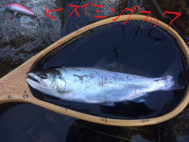 お礼』とおまけ ヤマメ、アマゴのシーズナルと移動 – 渓流ルアー釣り