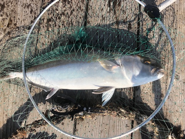 海上釣り堀でカンパチ お腹は満たされたのだが