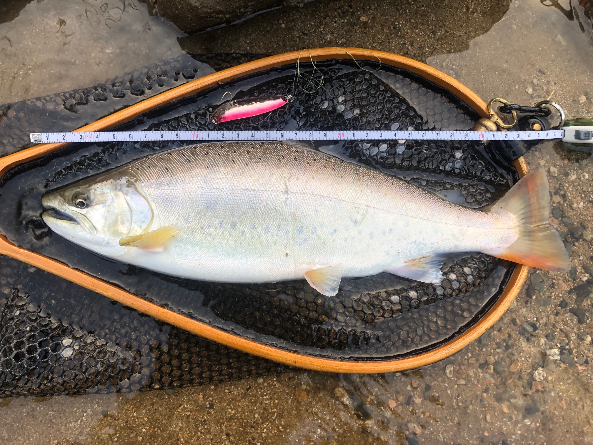 19年の釣行を渓流釣りブログで振り返る