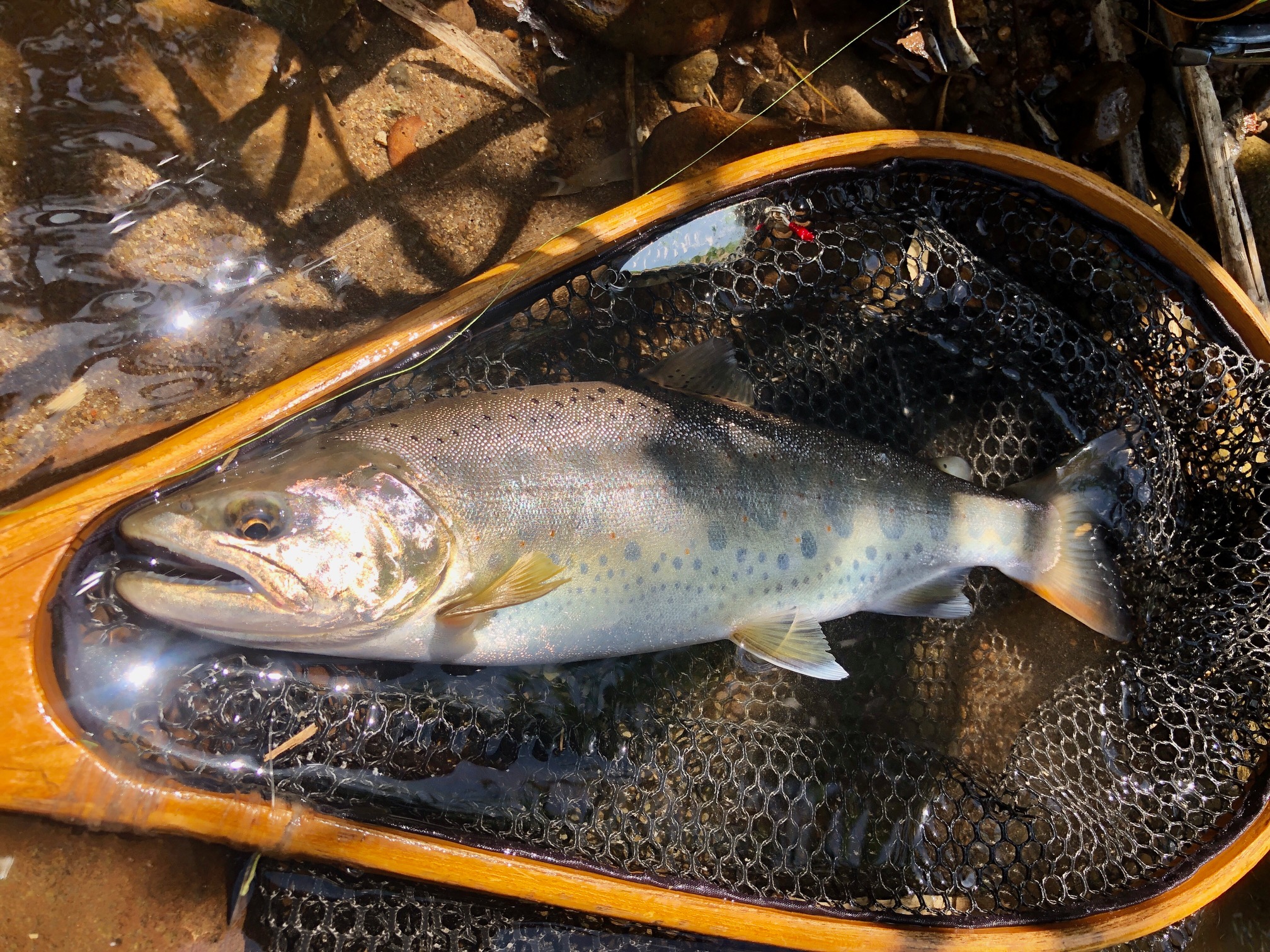 ニジマス狙いで尺アマゴが釣れたりコロナ禍の応援歌に涙したり – 渓流