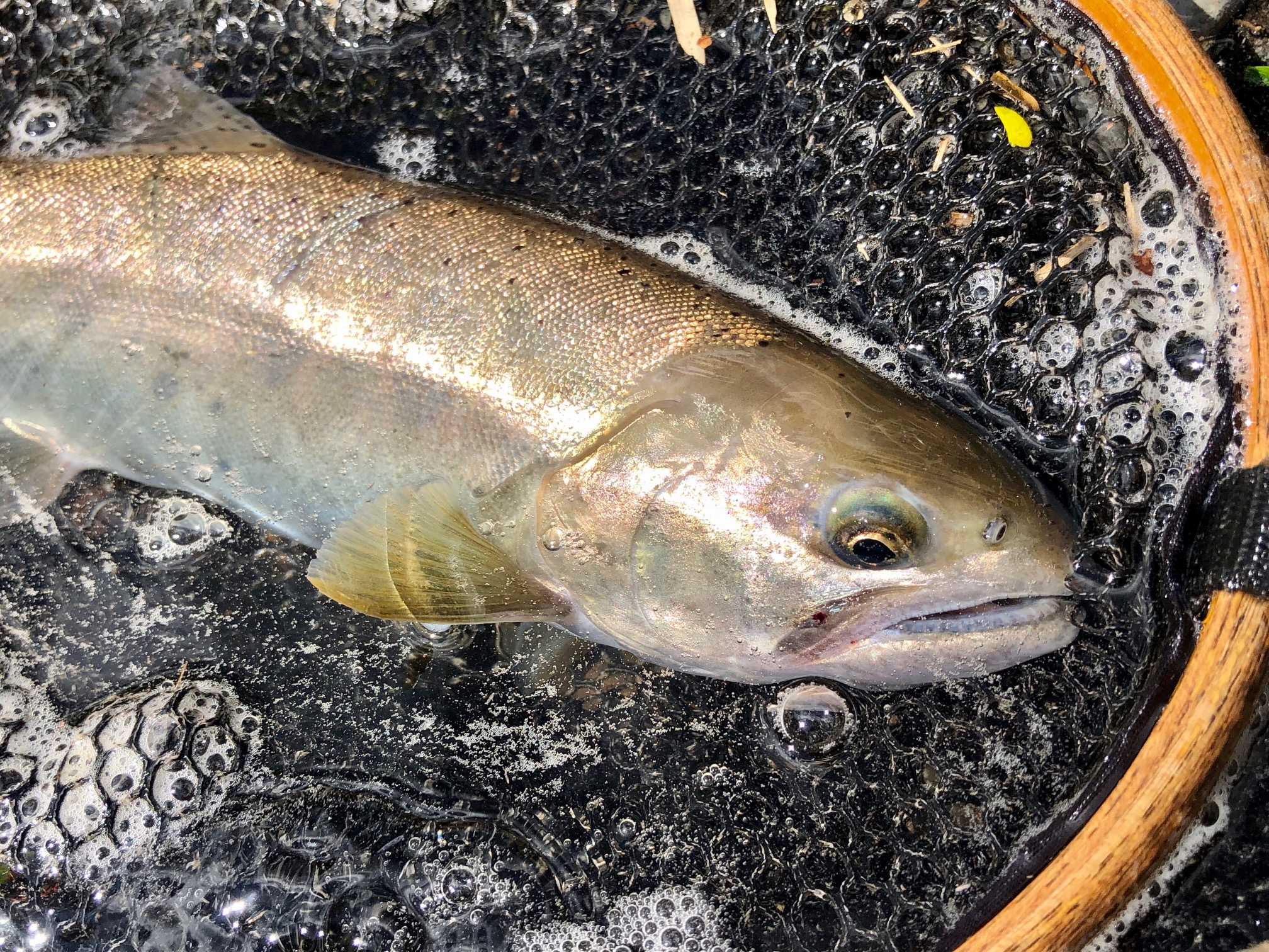 尺越え秋ヤマメ35㎝が渓流で釣れて叫んだ！