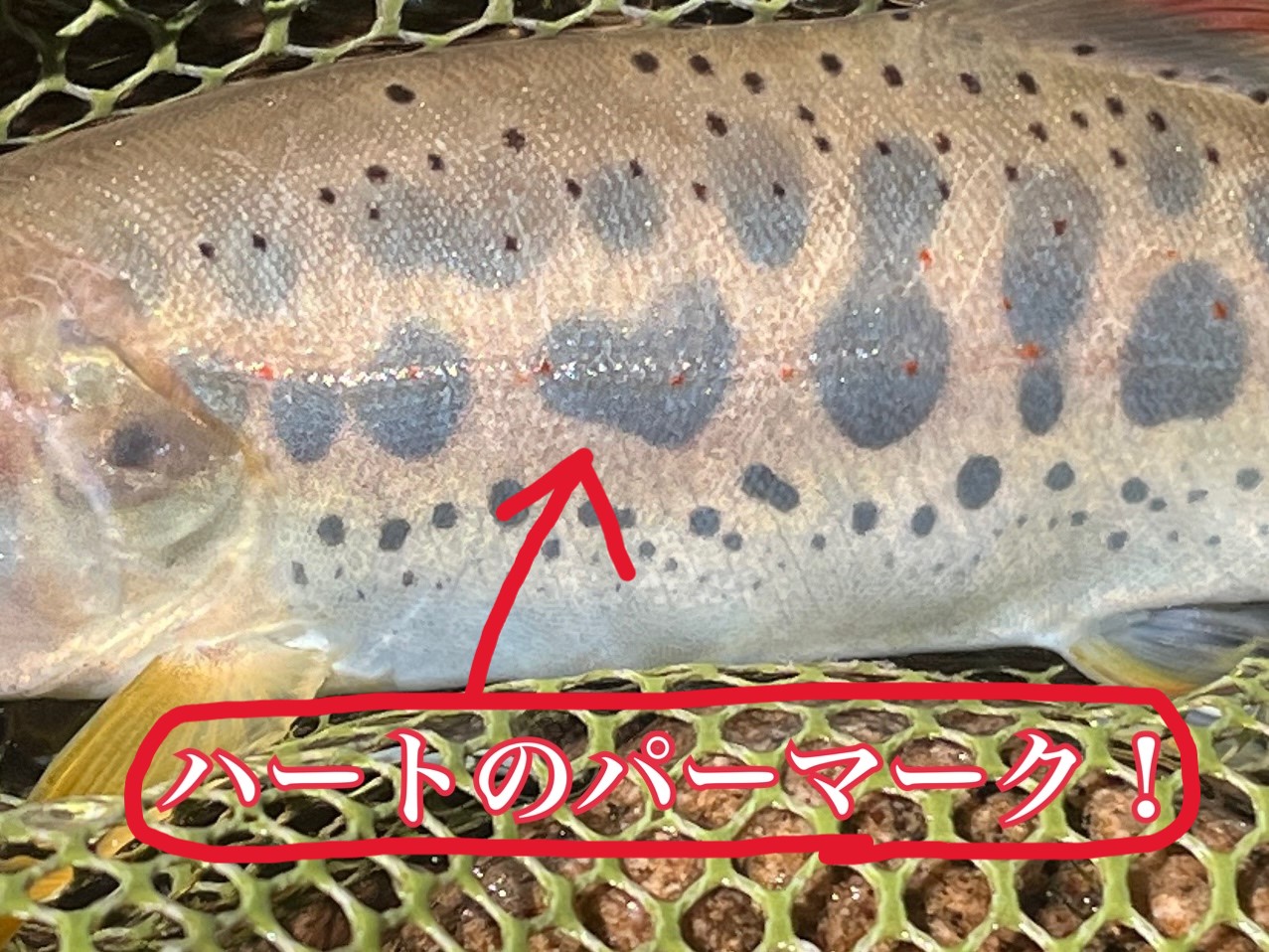 夏のナーバス渓魚におすすめ バーブ付き尺狙いフライ 4種20本送料無料 上へ上へ。 | フライの雑誌社