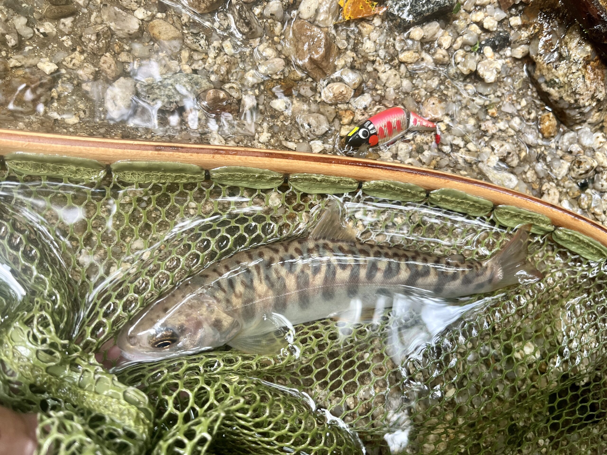 初めて渓流でカワサバが釣れたりヤマメの個性が嬉しかったり！ – 渓流